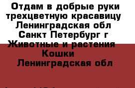 Отдам в добрые руки трехцветную красавицу - Ленинградская обл., Санкт-Петербург г. Животные и растения » Кошки   . Ленинградская обл.